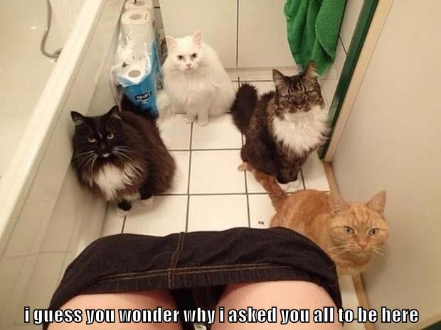 I Guess You Wonder Why I Asked You All To Be Here - Lolcats - Lol 