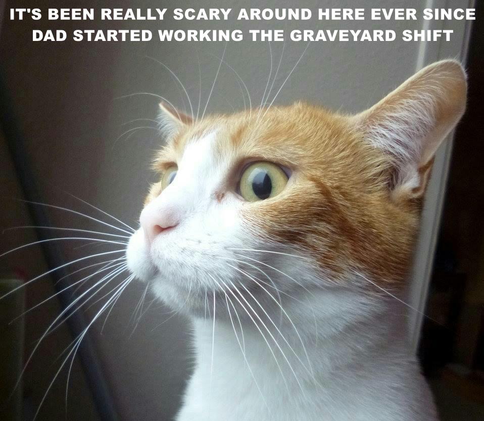 IT'S BEEN REALLY SCARY AROUND HERE - Lolcats - lol | cat memes | funny ...