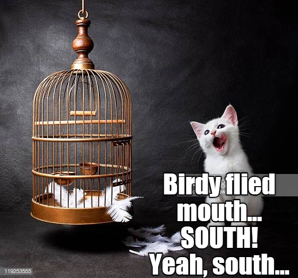 Twas a trip of the tongue... Lolcats lol cat memes funny cats