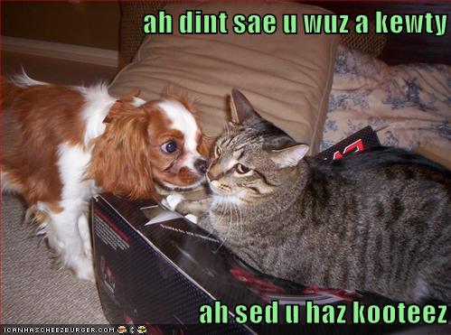 Ah Dint Sae U Wuz A Kewty Ah Sed U Haz Kooteez Lolcats Lol