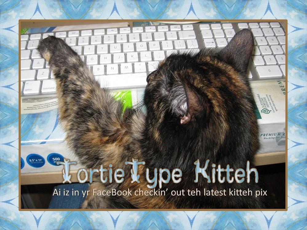 Tortie Type Lolcats lol cat memes funny cats funny cat