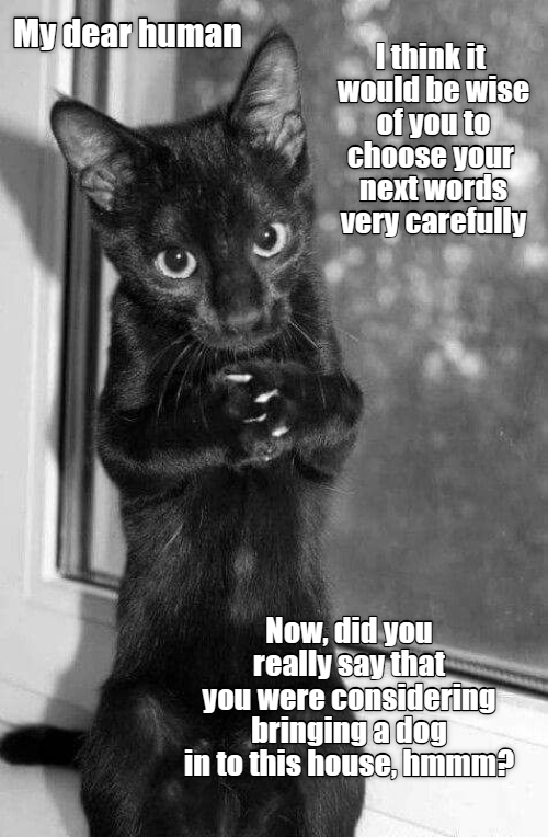 Pur chance it be wise to reconsider - Lolcats - lol | cat memes | funny