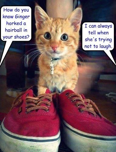 How do you know Ginger horked a hairball in your shoes? - Lolcats - lol ...
