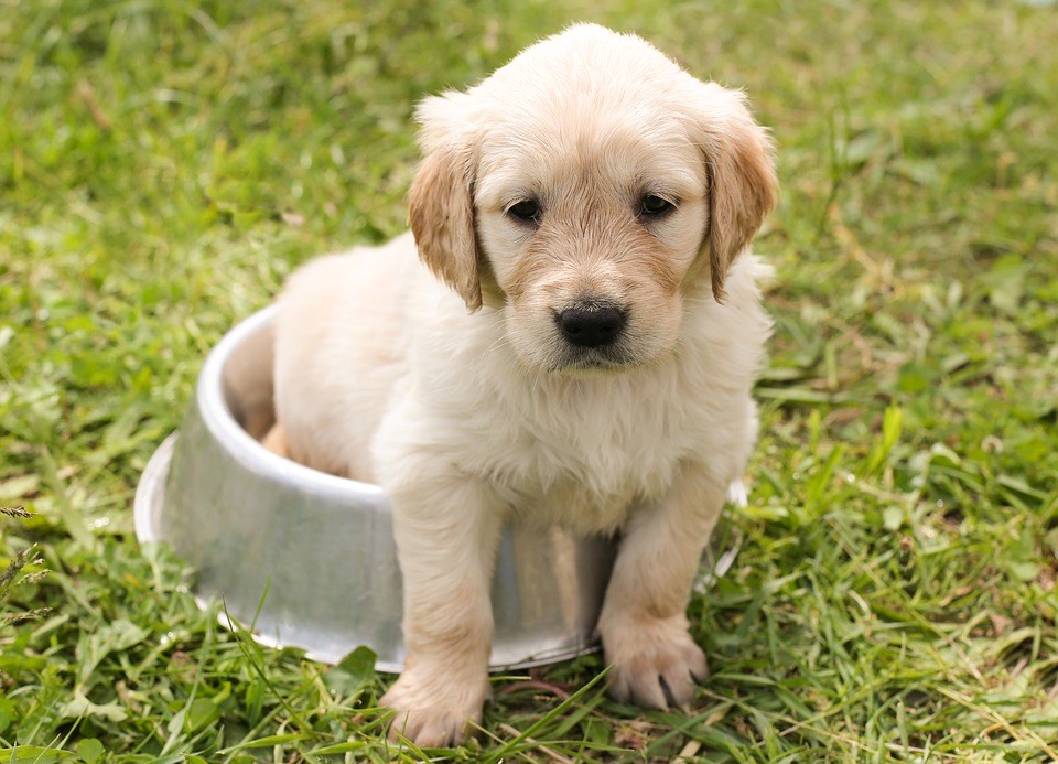 Kci registered outlet labrador puppies