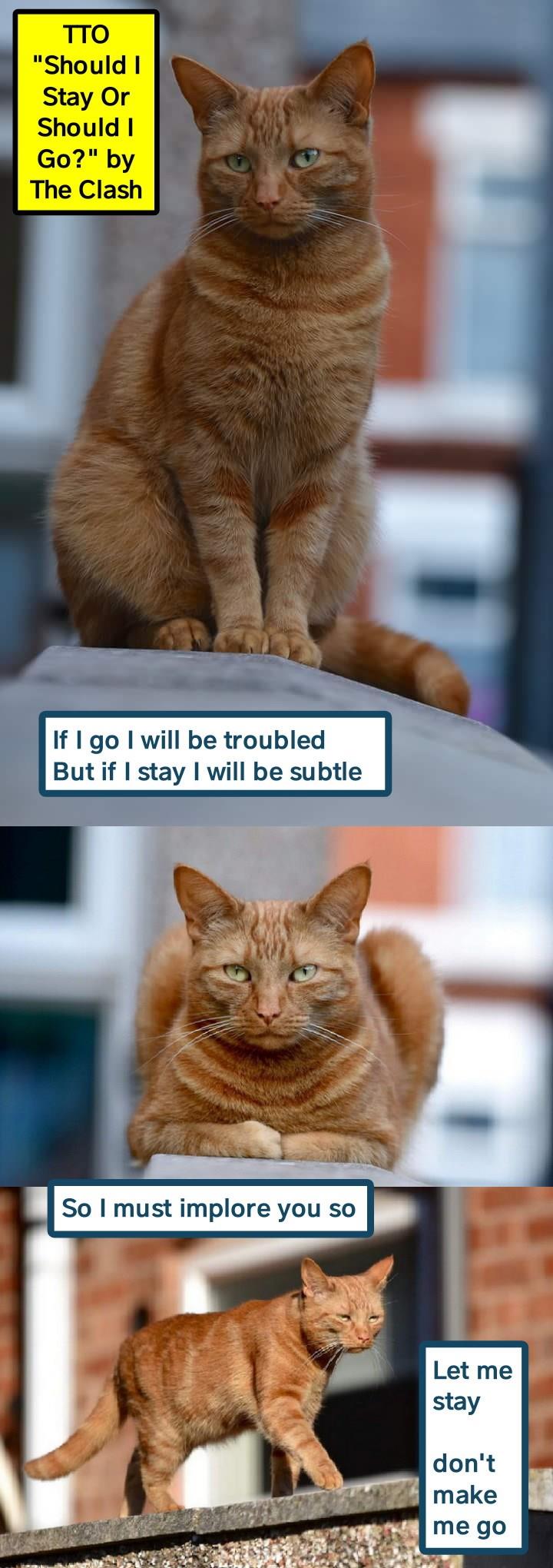 Let Me Stay Tto Should I Stay Or Should I Go By The Clash Lolcats Lol Cat Memes Funny Cats Funny Cat Pictures With Words On Them