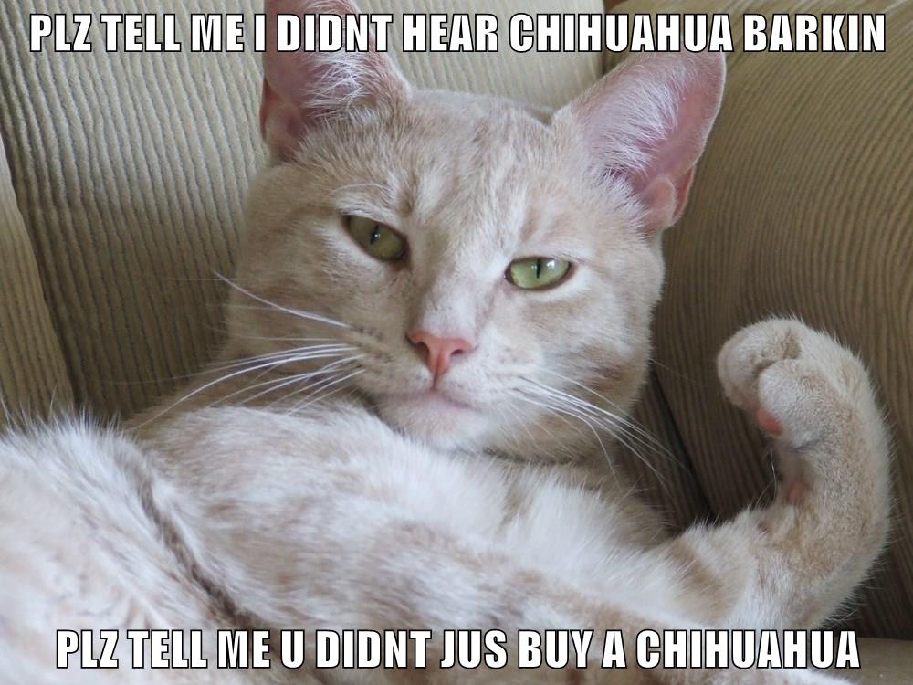 PLZ TELL ME - Lolcats - lol | cat memes | funny cats | funny cat ...