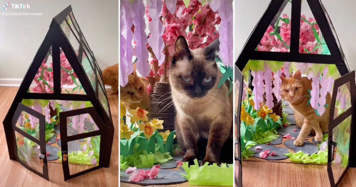 Creative Cat Crafts Woman Creates A Spring Greenhouse For Her Cats To