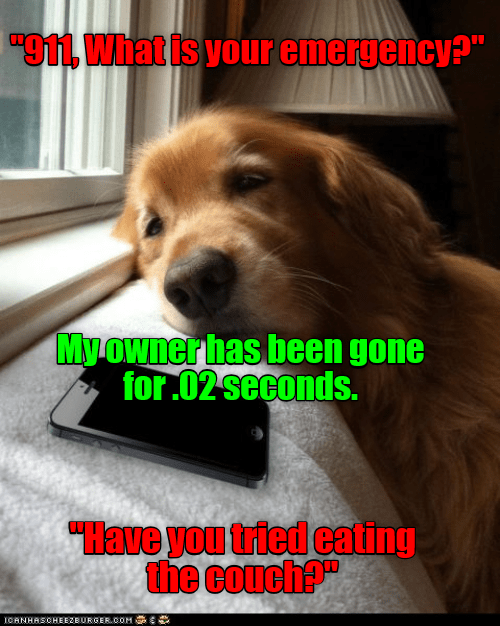 Separation anxiety I Has A Hotdog Dog Pictures Funny pictures of
