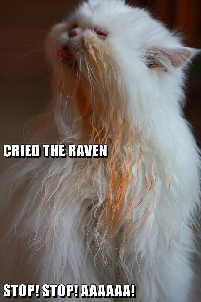 CRIED THE RAVEN STOP STOP AAAAAA Lolcats lol cat