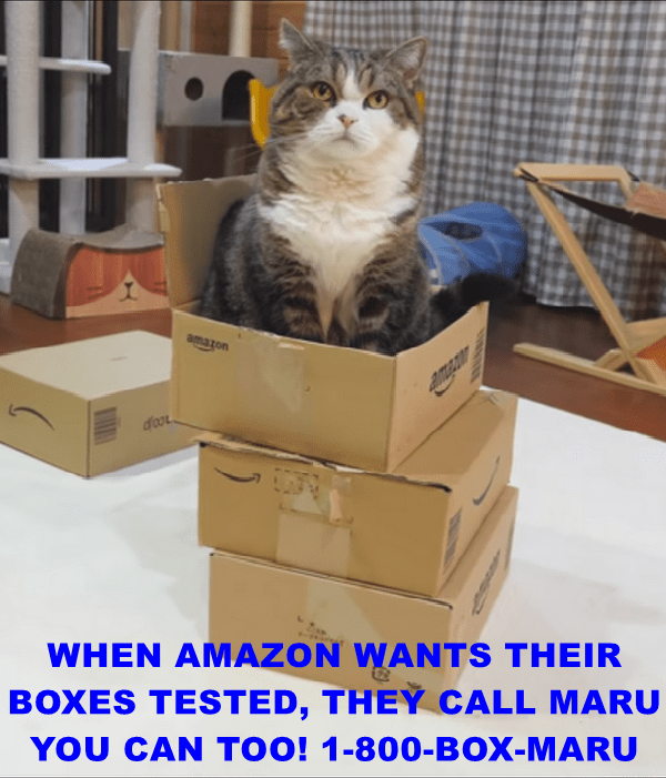 WHEN AMAZON WANTS THEIR BOXES TESTED - Lolcats - lol | cat memes ...