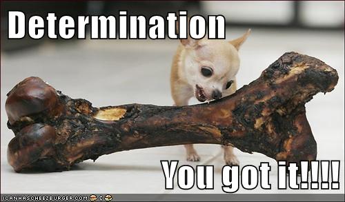 Determination. You got it!!!! - I Has A Hotdog - Dog Pictures - Funny