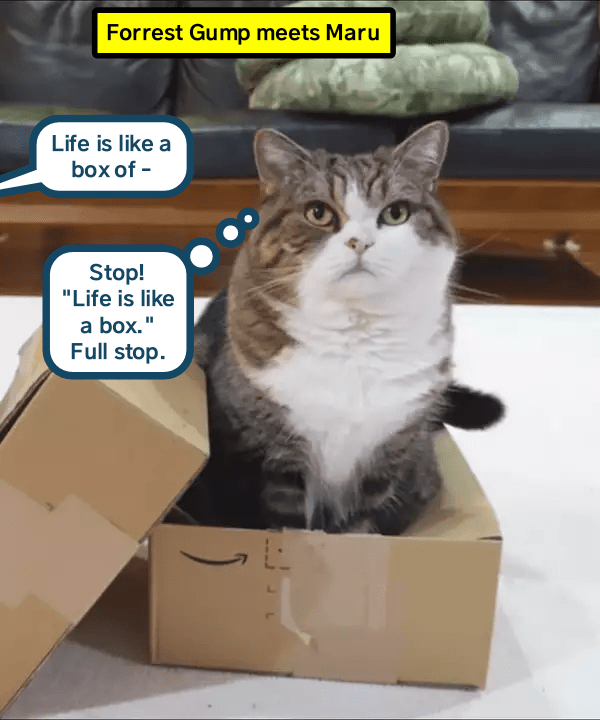 Forrest Gump meets Maru - Lolcats - lol | cat memes | funny cats ...