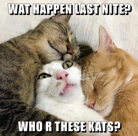 WAT HAPPEN LAST NITE? - Lolcats - lol | cat memes | funny cats | funny ...