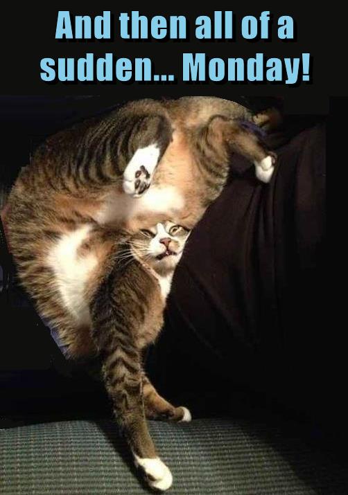 And then all of a sudden... Monday! - Lolcats - lol | cat memes | funny ...