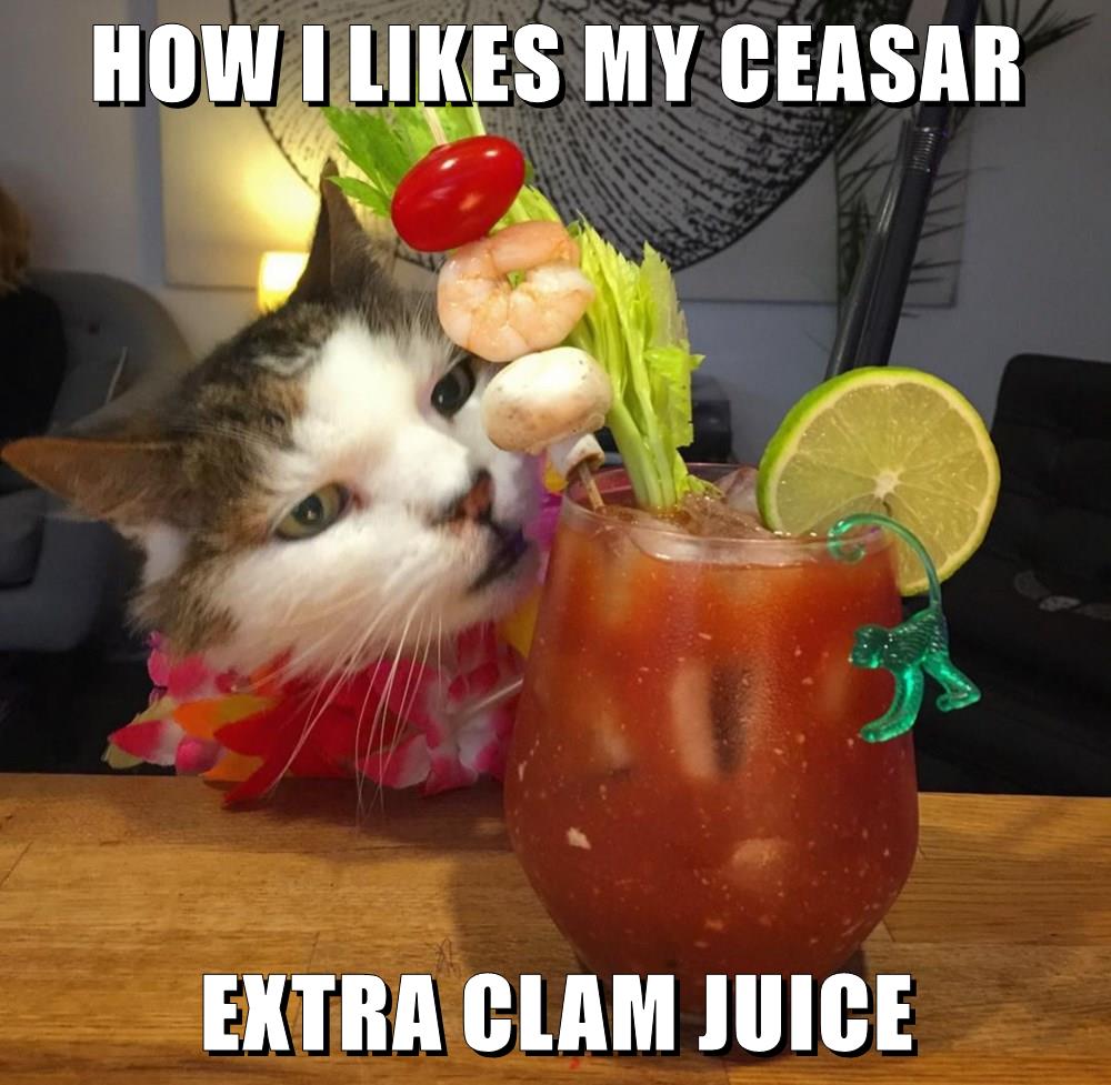 HOW I LIKES MY CEASAR EXTRA CLAM JUICE Lolcats lol cat memes funny cats funny cat