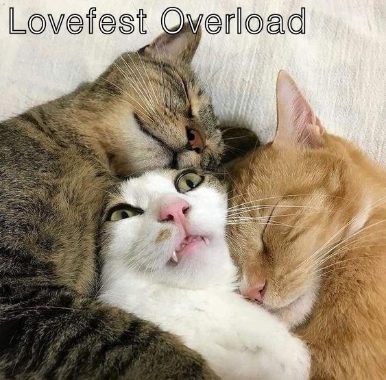 Lovefest Overload - Lolcats - lol | cat memes | funny cats | funny cat ...