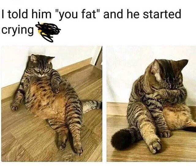 Memebase - fat cat - All Your Memes In Our Base - Funny Memes - Cheezburger