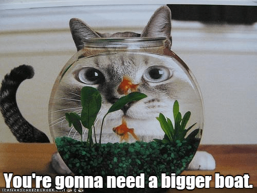 Sarcastic Cat Wants Bigger Fish - Lolcats - lol | cat memes | funny ...