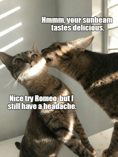 Nice try - Lolcats - lol | cat memes | funny cats | funny cat pictures with  words on them | funny pictures | lol cat memes | lol cats