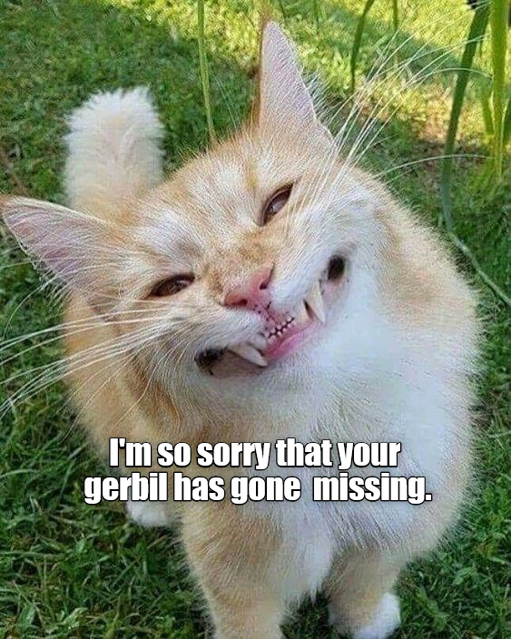 I'm so sorry - Lolcats - lol | cat memes | funny cats | funny cat ...