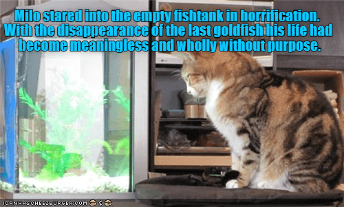 Milo's existential crisis - Lolcats - lol | cat memes | funny cats ...