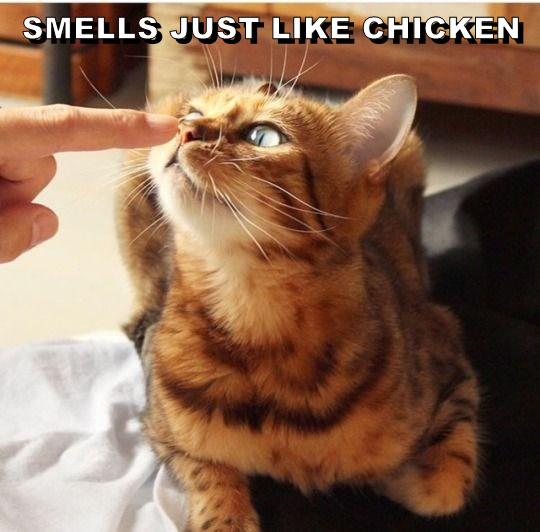SMELLS JUST LIKE CHICKEN Lolcats lol cat memes funny cats