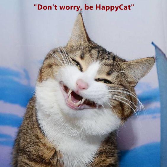 happy kitty meme