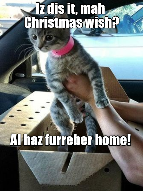 Merry Christmas, kitteh, and to many more - I Can Has Cheezburger?