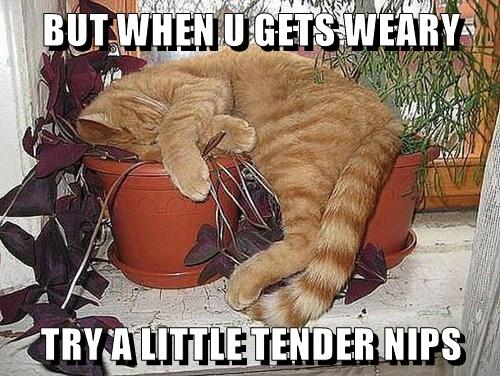 TRY A LITTLE - Lolcats - lol | cat memes | funny cats | funny cat ...