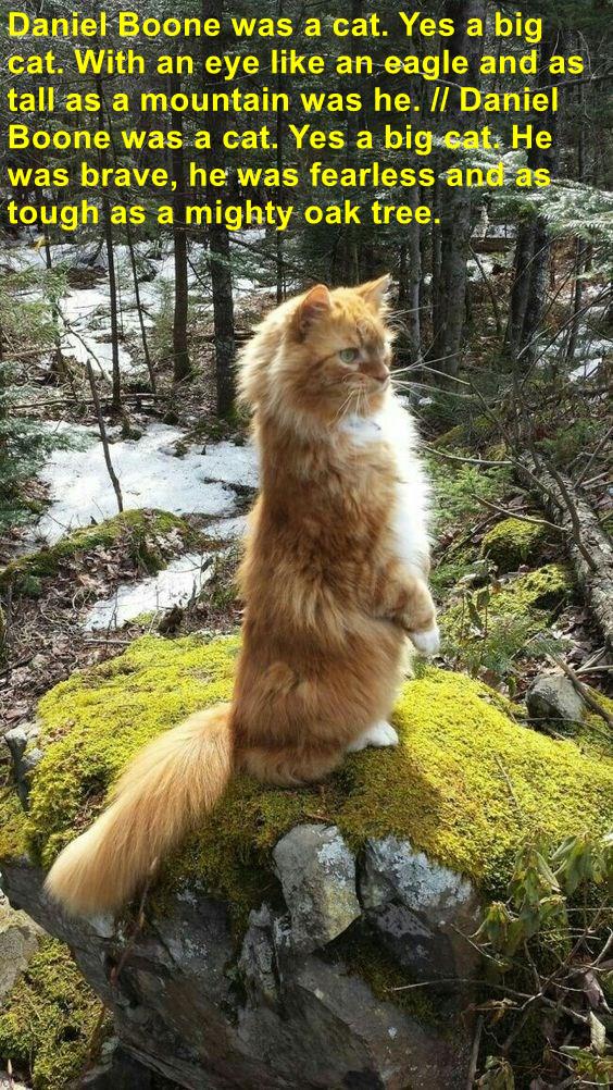 Daniel Boone - Lolcats - lol | cat memes | funny cats | funny cat ...