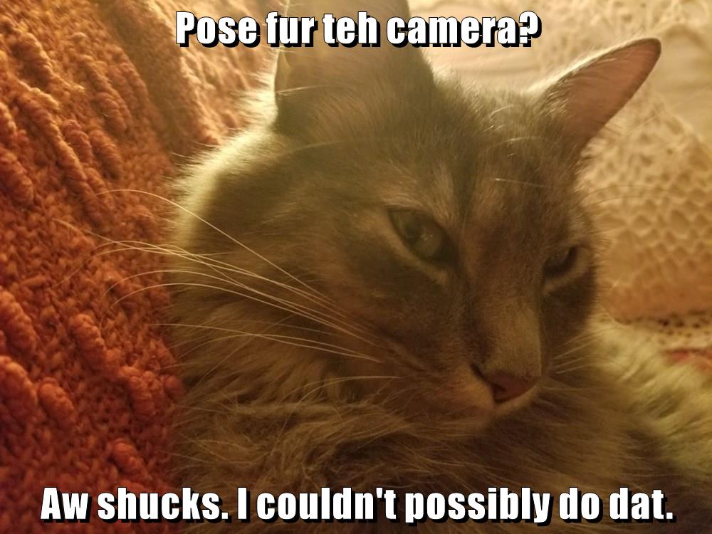 Pose Fur Teh Camera Lolcats Lol Cat Memes Funny Cats Funny Hot Sex Picture 