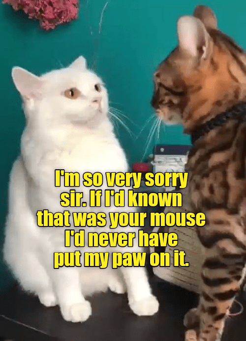 Please don't be mad at me - Lolcats - lol | cat memes | funny cats