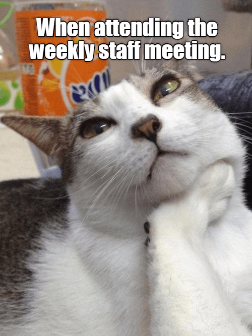 Bored meeting - Lolcats - lol | cat memes | funny cats | funny cat