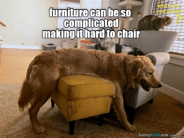 How do I chair? - I Has A Hotdog - Dog Pictures - Funny pictures of ...