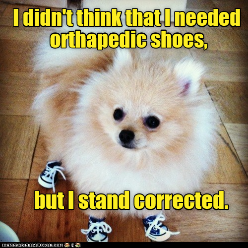 Dad Joke Dog strikes again I Has A Hotdog Dog Pictures Funny