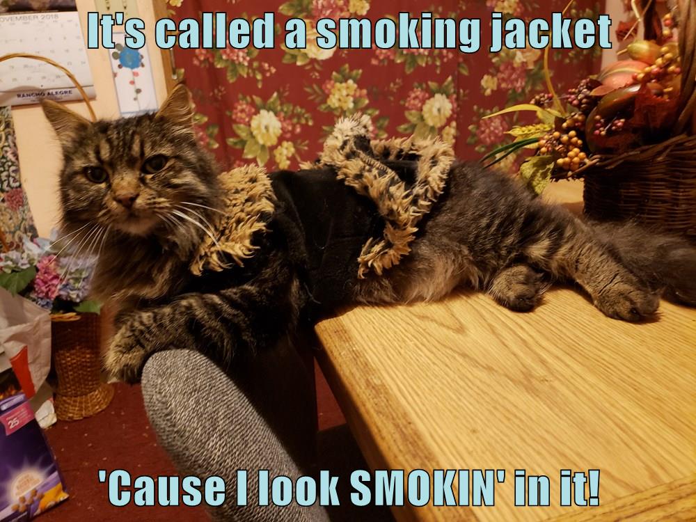 Smoking jacket - Lolcats - lol, cat memes, funny cats