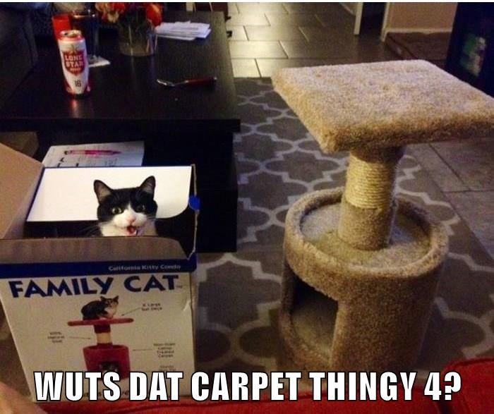 WUTS DAT CARPET THINGY 4? - Lolcats - lol | cat memes | funny cats ...