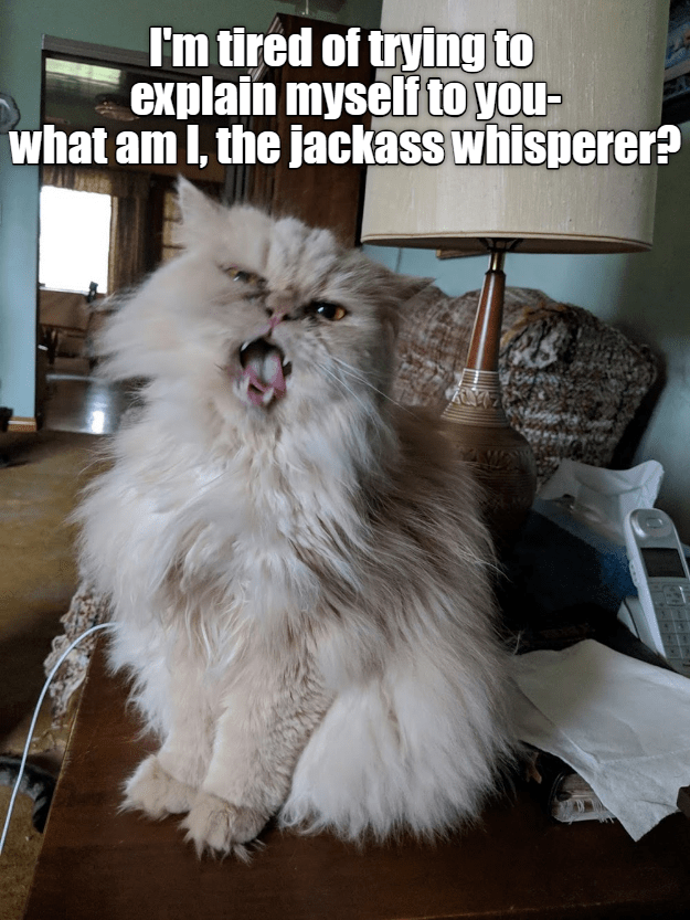 Mean Cat makes a point- meanly. - Lolcats - lol | cat memes | funny