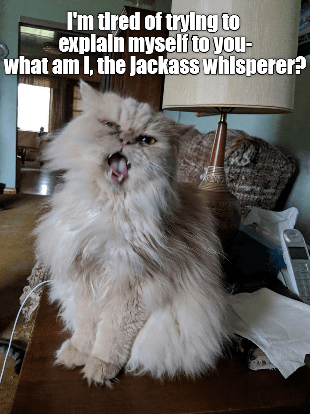 Mean Cat makes a point- meanly. - Lolcats - lol | cat memes | funny cats | funny cat pictures