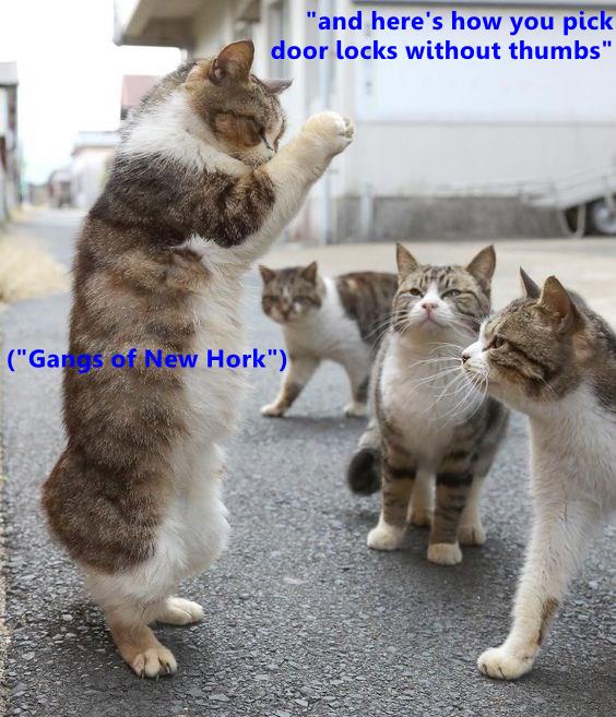 How You Pick Door Locks Without Thumbs Lolcats Lol Cat Memes