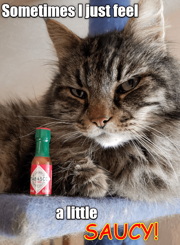 Spicy Cat Is Spicy Lolcats Lol Cat Memes Funny Cats Funny Cat Pictures With Words On 