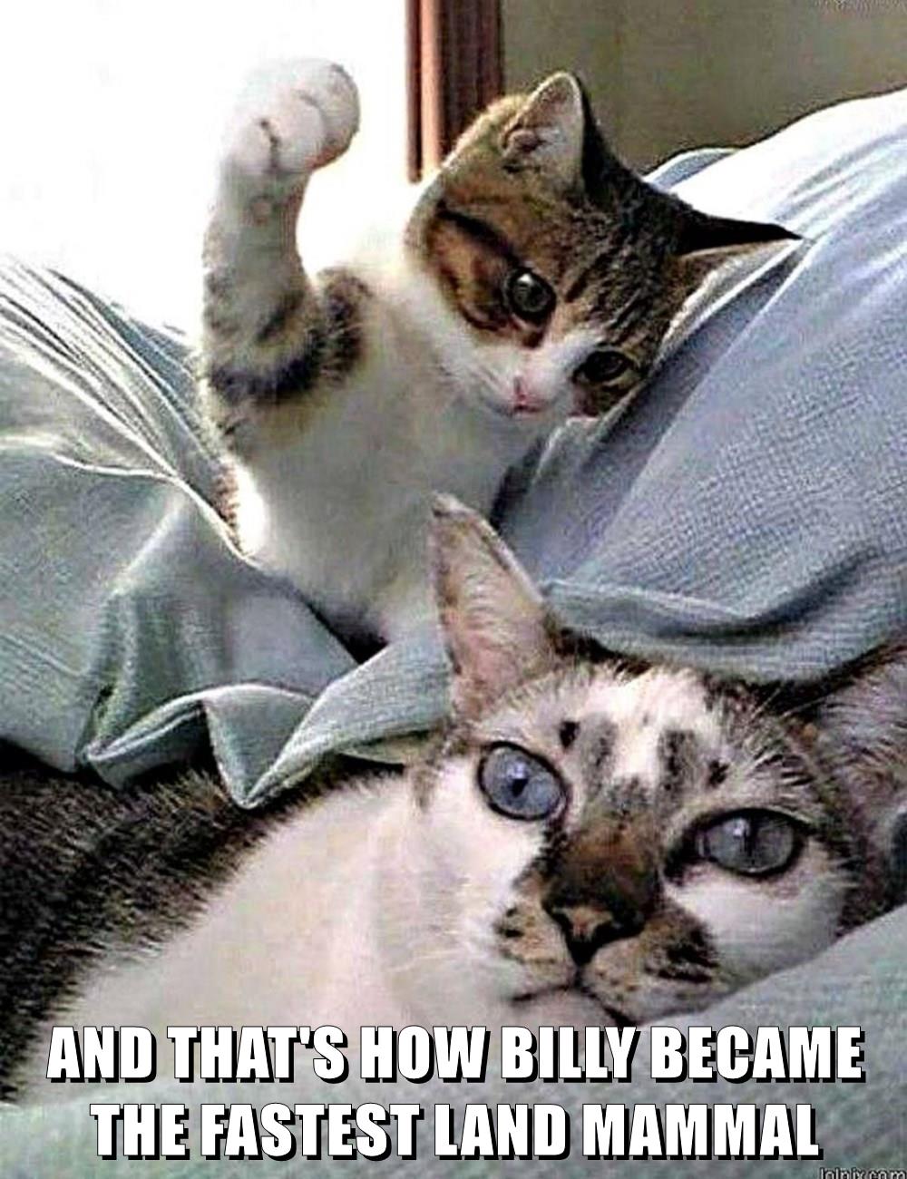 THAT'S HOW - Lolcats - lol | cat memes | funny cats | funny cat ...