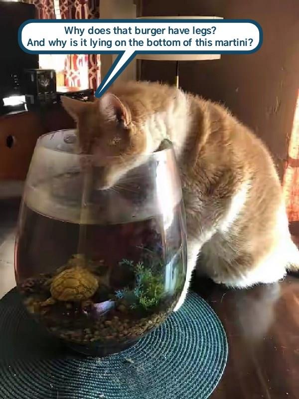 Bobbing for noms, do not want - Lolcats - lol | cat memes | funny cats ...