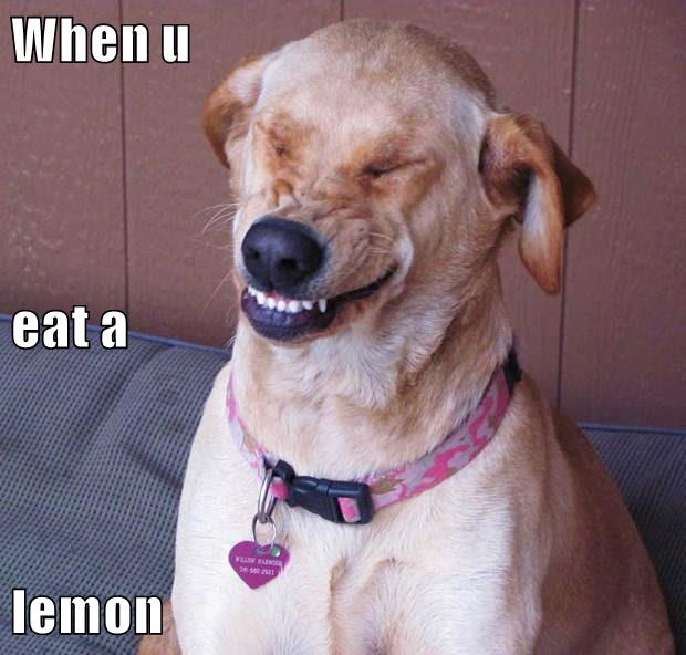 what happens if dog eats lemon