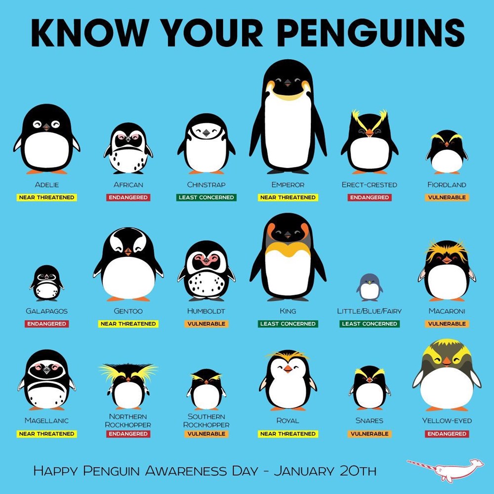 Did You Know There Are 18 Existing Species of Penguins? I Can Has