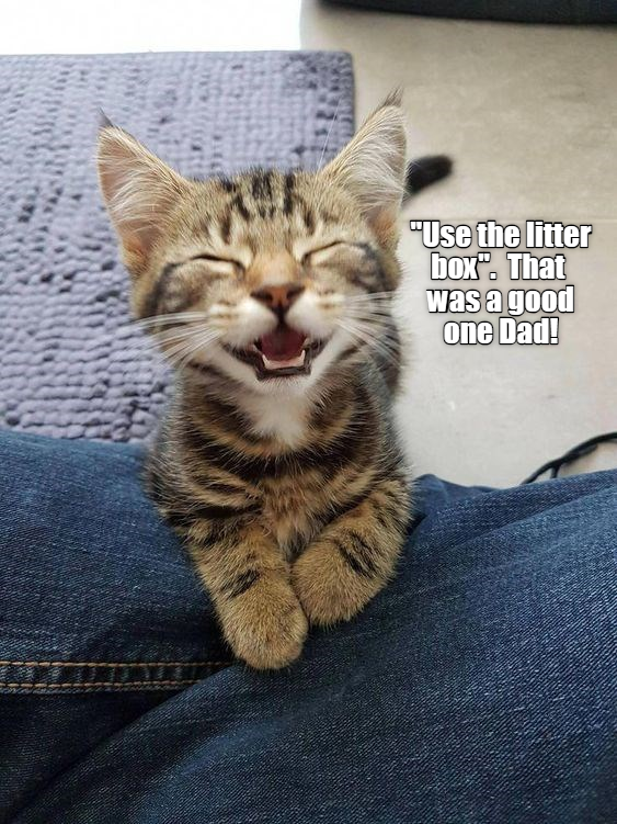 Dad, joke Lolcats lol cat memes funny cats funny cat pictures