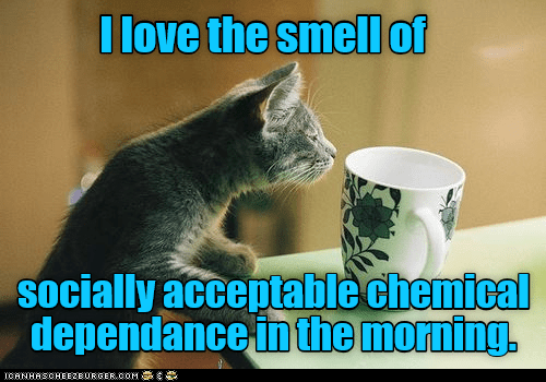 The best part of waking up. - Lolcats - lol | cat memes | funny cats ...