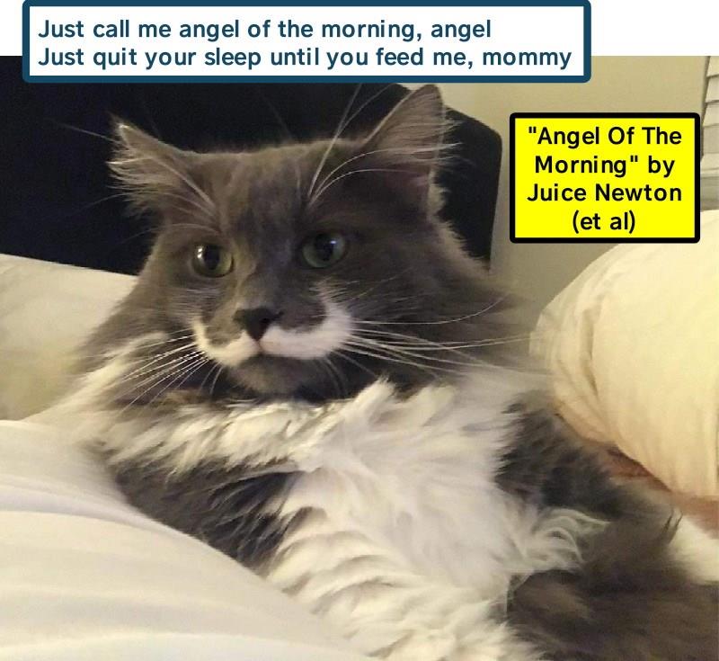 Angel Of The Morning By Juice Newton Lolcats Lol Cat Memes Funny Cats Funny Cat Pictures With Words On Them Funny Pictures Lol Cat Memes Lol Cats
