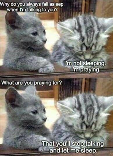 I Can Has Cheezburger? - praying - Funny Animals Online - Cheezburger