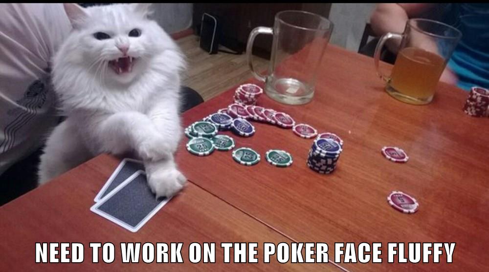 POKER FACE - Lolcats - lol | cat memes | funny cats | funny cat